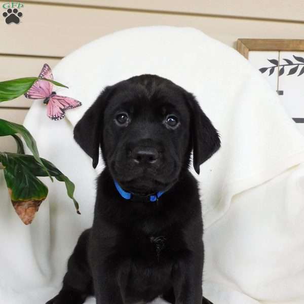 Jody, Black Labrador Retriever Puppy