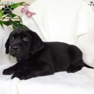 Jody, Black Labrador Retriever Puppy