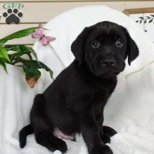 Jody, Black Labrador Retriever Puppy