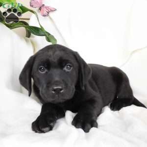 Missy, Black Labrador Retriever Puppy