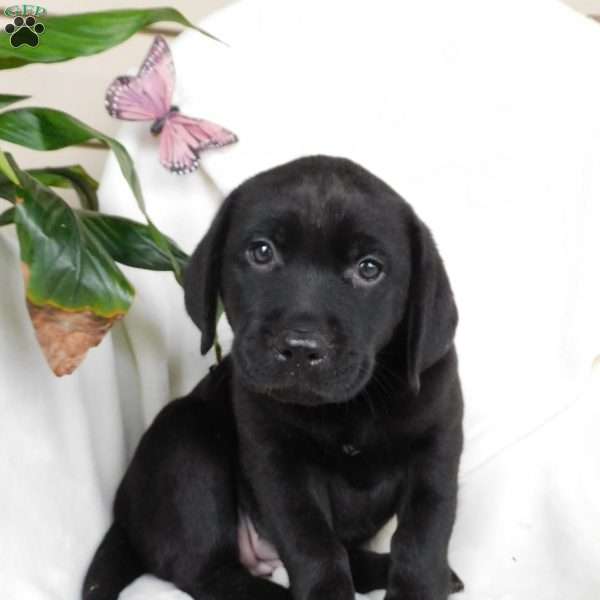 Missy, Black Labrador Retriever Puppy