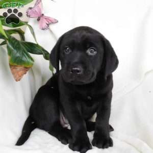 Missy, Black Labrador Retriever Puppy