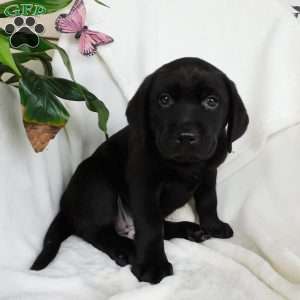 Missy, Black Labrador Retriever Puppy