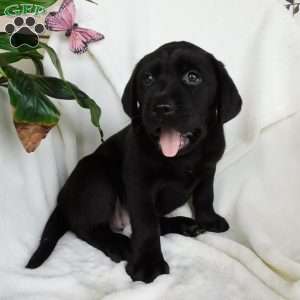 Missy, Black Labrador Retriever Puppy