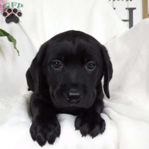 Felicity, Black Labrador Retriever Puppy