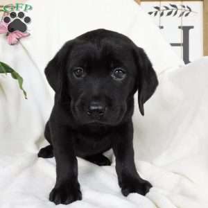 Felicity, Black Labrador Retriever Puppy
