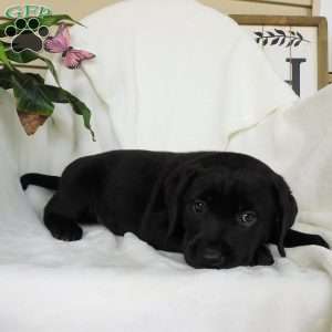 Felicity, Black Labrador Retriever Puppy