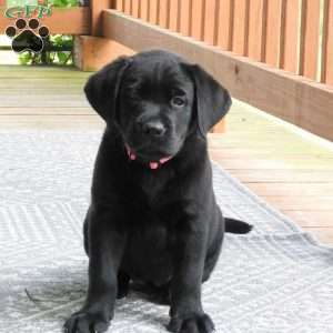 Cassidy, Black Labrador Retriever Puppy