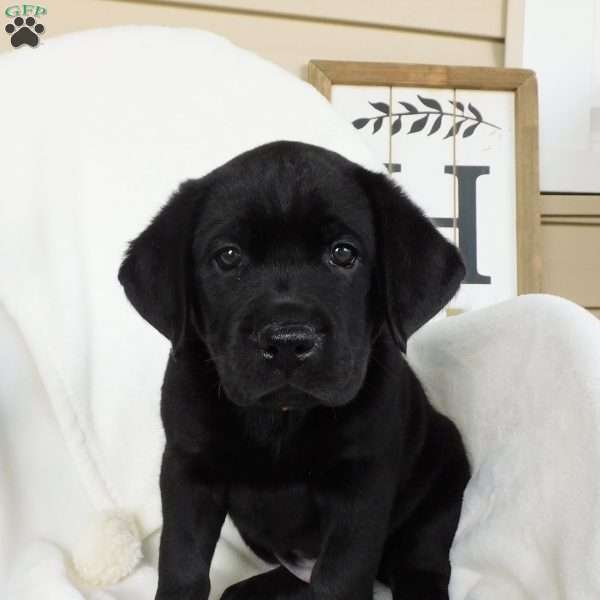 Cassidy, Black Labrador Retriever Puppy