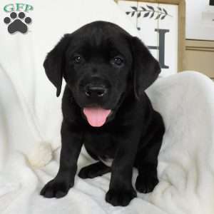 Cassidy, Black Labrador Retriever Puppy