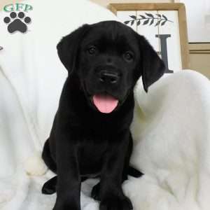Cassidy, Black Labrador Retriever Puppy