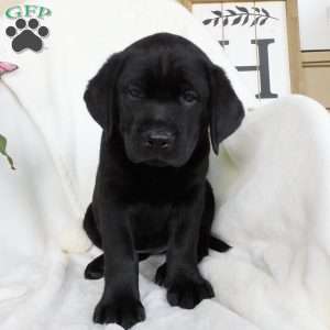 Cassidy, Black Labrador Retriever Puppy