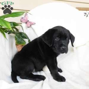 Cassidy, Black Labrador Retriever Puppy