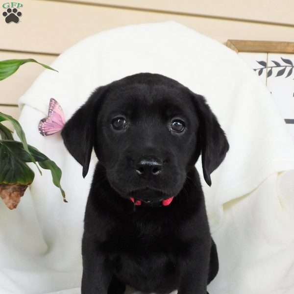 Felicity, Black Labrador Retriever Puppy