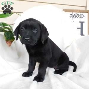 Felicity, Black Labrador Retriever Puppy