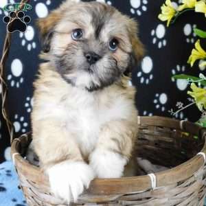 Vincent, Lhasa-Poo Puppy