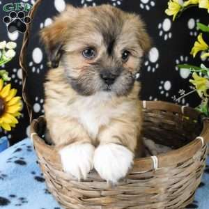 Vincent, Lhasa-Poo Puppy