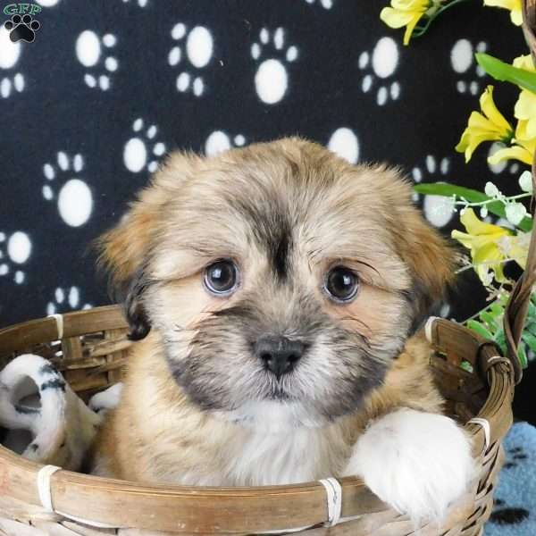 Vincent, Lhasa-Poo Puppy