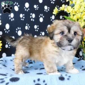 Vincent, Lhasa-Poo Puppy