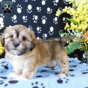 Vincent, Lhasa-Poo Puppy