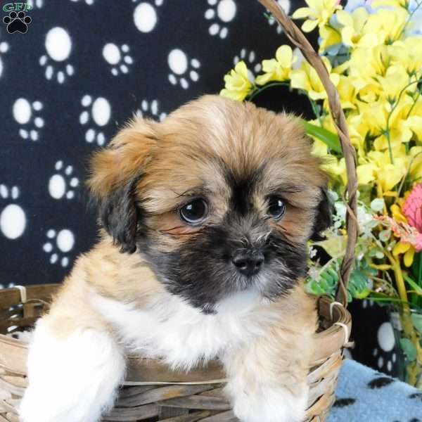 Vampire, Lhasa-Poo Puppy