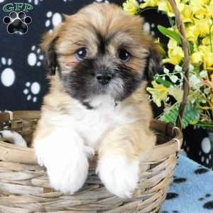 Vampire, Lhasa-Poo Puppy