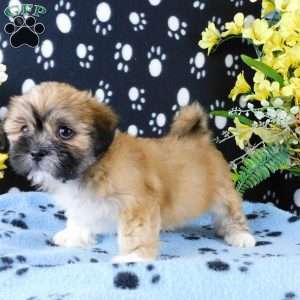 Vampire, Lhasa-Poo Puppy