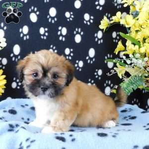 Vampire, Lhasa-Poo Puppy