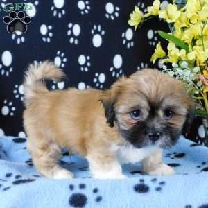 Vampire, Lhasa-Poo Puppy