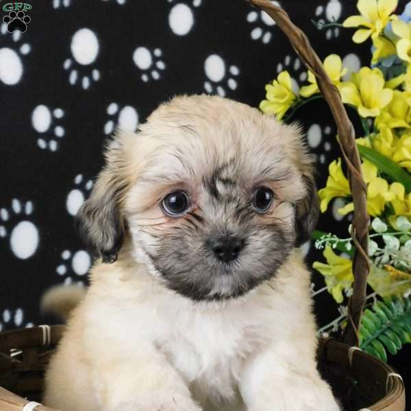 ViJay, Lhasa-Poo Puppy