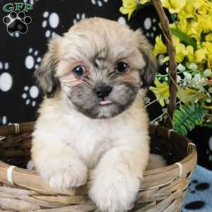 ViJay, Lhasa-Poo Puppy