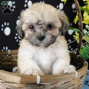 ViJay, Lhasa-Poo Puppy
