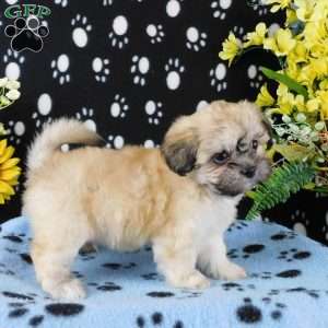ViJay, Lhasa-Poo Puppy