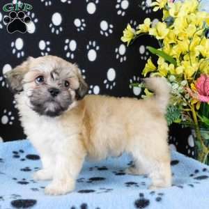 ViJay, Lhasa-Poo Puppy