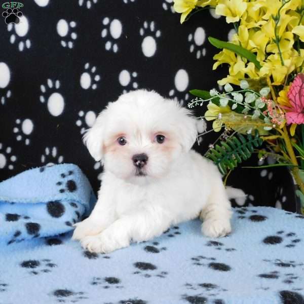 Vinny, Lhasa-Poo Puppy