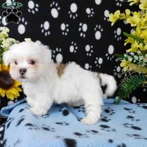 Vinny, Lhasa-Poo Puppy