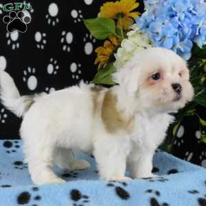 Vinny, Lhasa-Poo Puppy