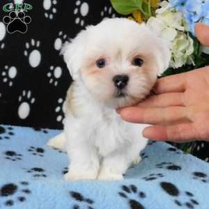 Vinny, Lhasa-Poo Puppy
