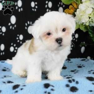 Vinny, Lhasa-Poo Puppy
