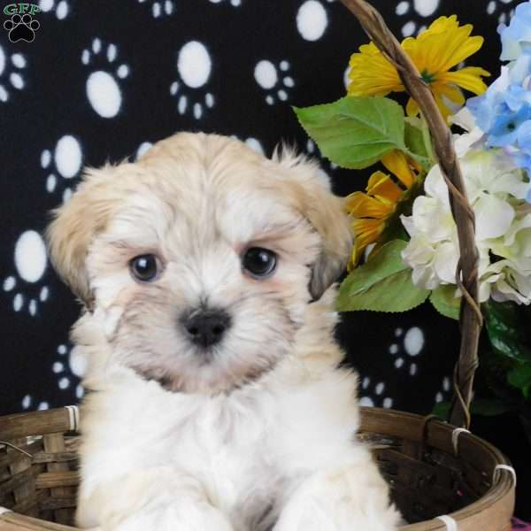 Vicky, Lhasa-Poo Puppy