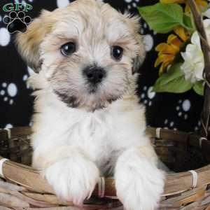 Vicky, Lhasa-Poo Puppy