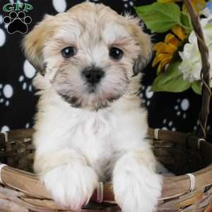 Vicky, Lhasa-Poo Puppy