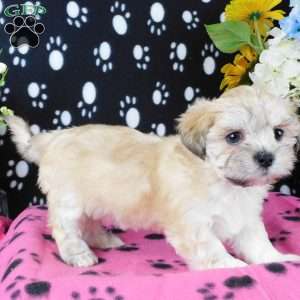 Vicky, Lhasa-Poo Puppy