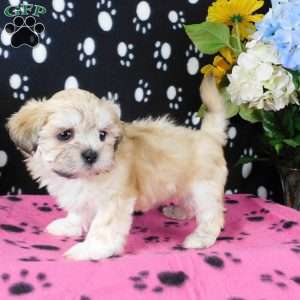 Vicky, Lhasa-Poo Puppy