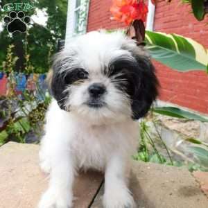 Mocha, Shih Tzu Puppy