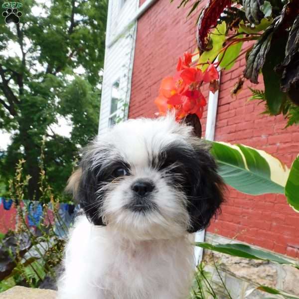 Mocha, Shih Tzu Puppy