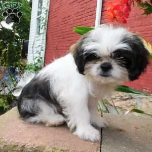 Mocha, Shih Tzu Puppy