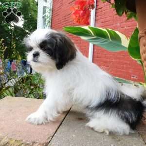 Mocha, Shih Tzu Puppy