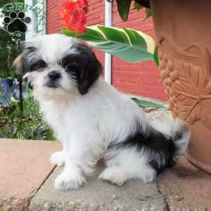Mocha, Shih Tzu Puppy