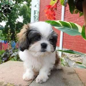 Dallas, Shih Tzu Puppy